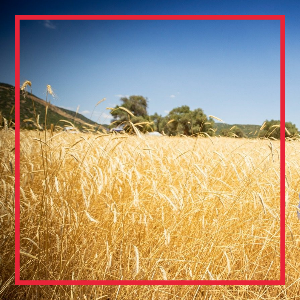 Agriculture-Industry